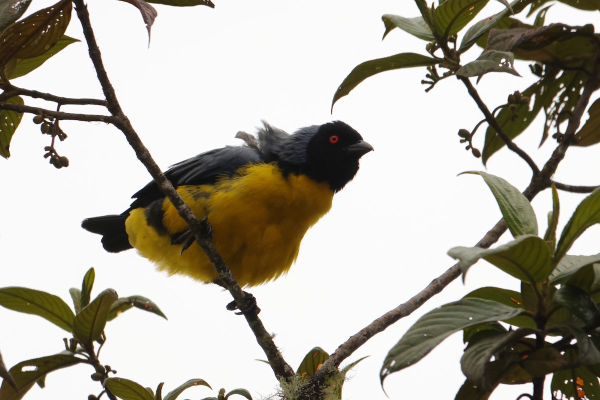 Hooded Mountain Tanager - ML643437584