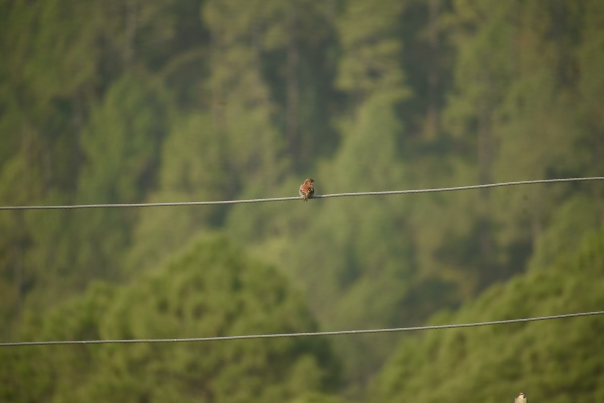 Russet Sparrow - ML643437592