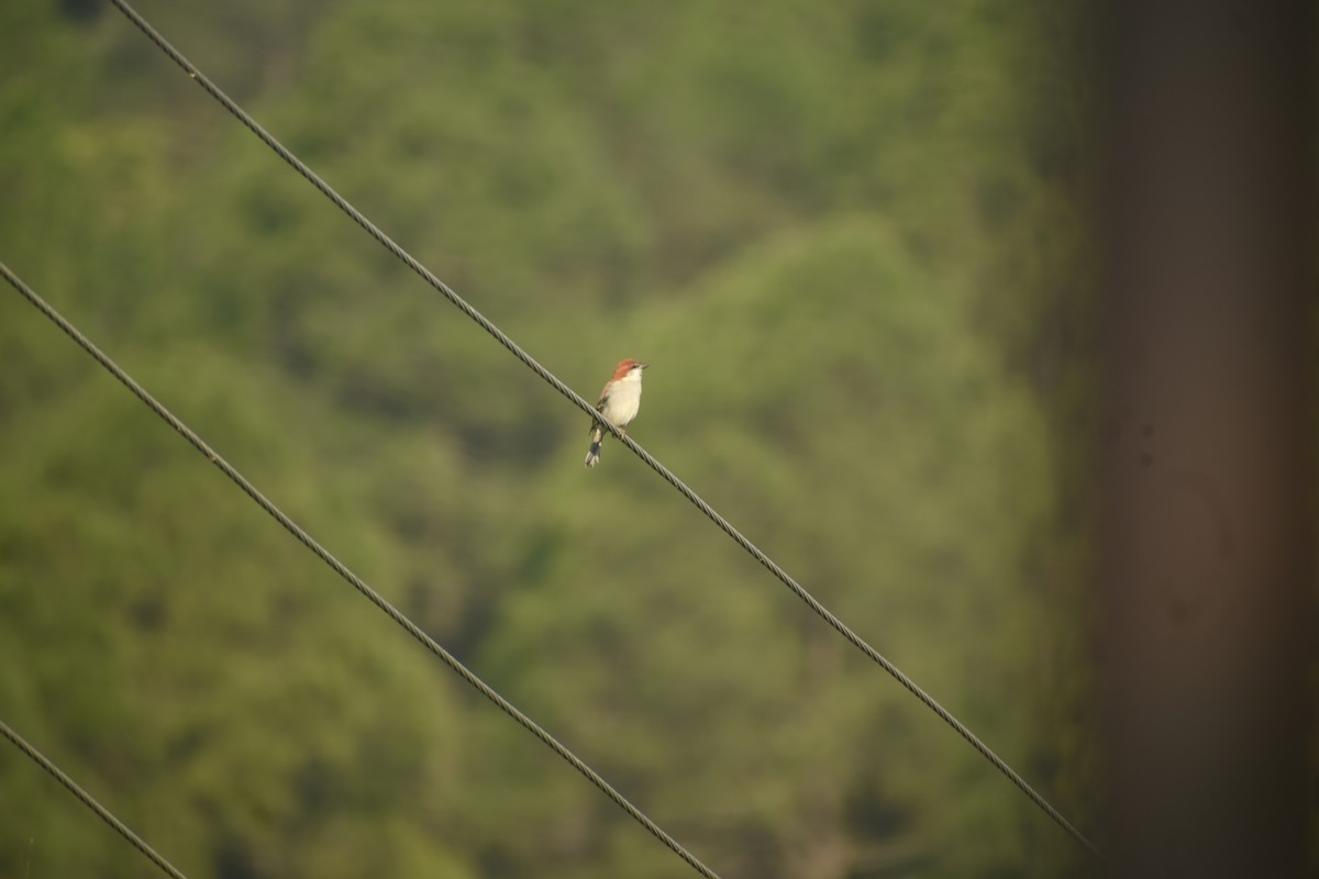 Russet Sparrow - ML643437593
