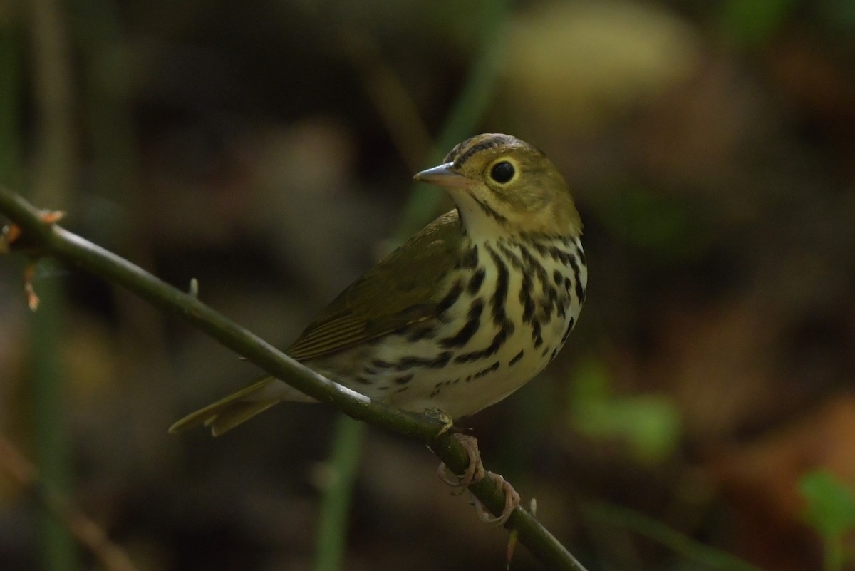 Ovenbird - ML643437604