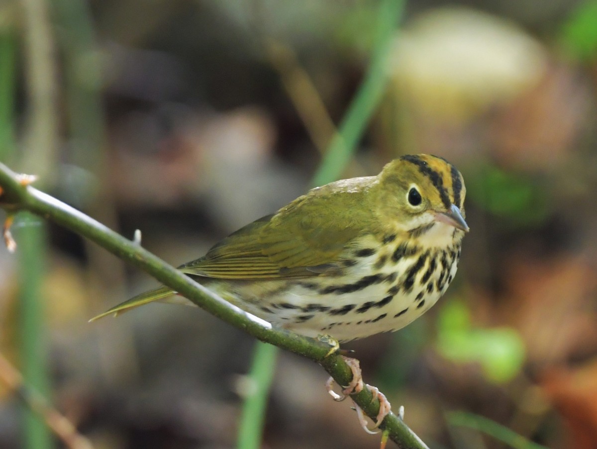 Ovenbird - ML643437605