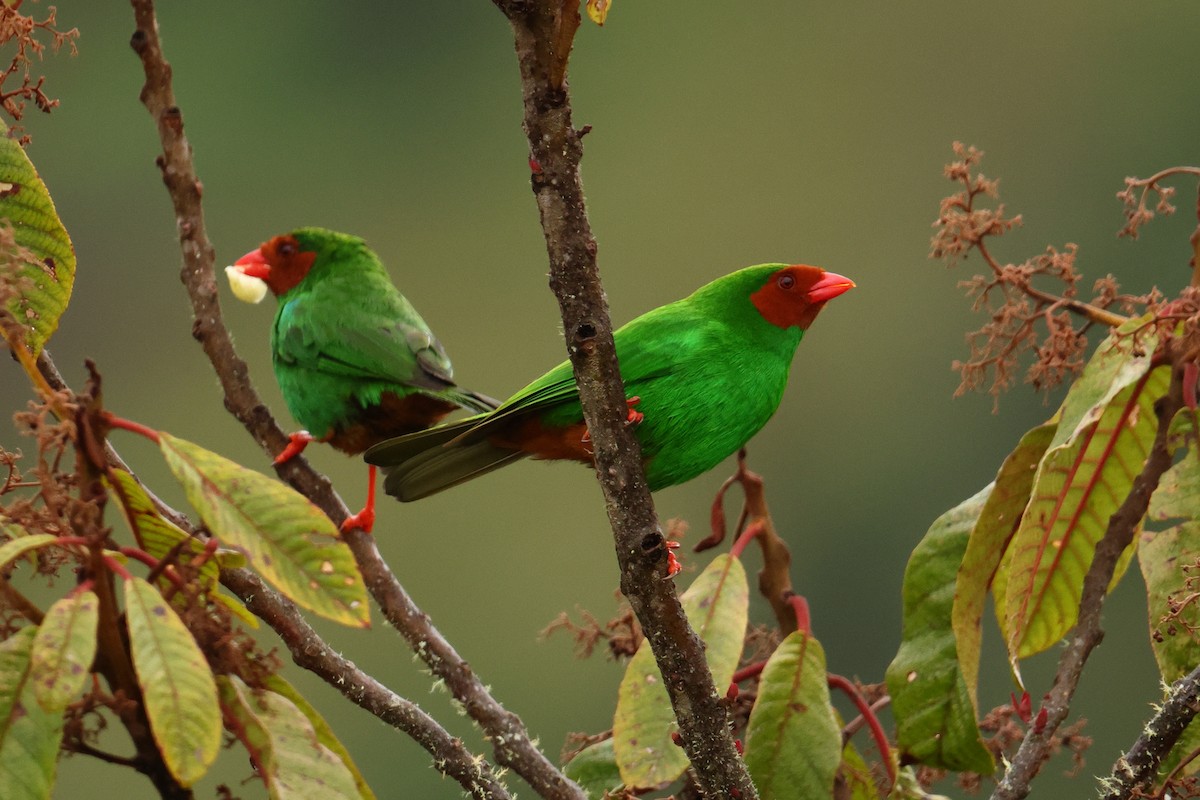 Grass-green Tanager - ML643437607