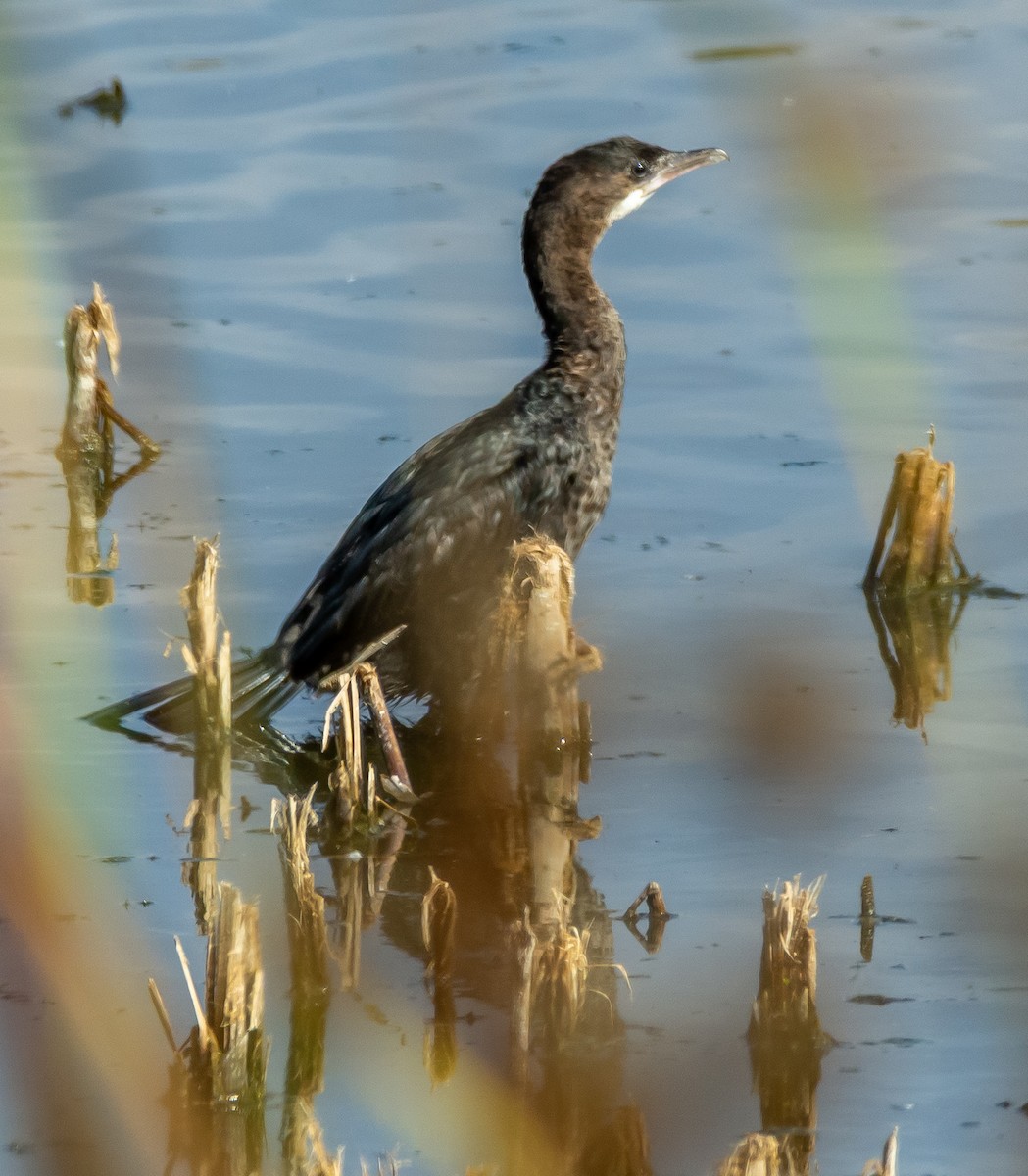 Pygmy Cormorant - ML643437608