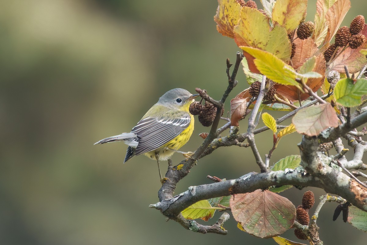 Magnolia Warbler - ML643437614