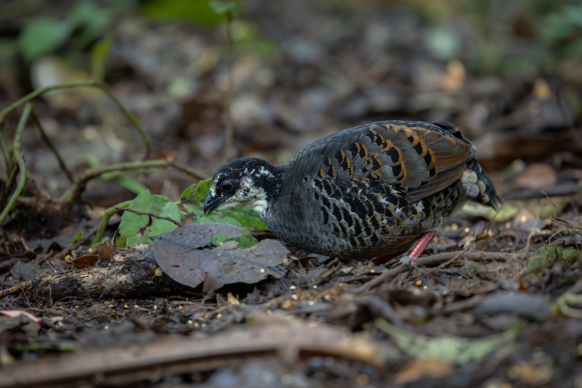 Arborófila Oriental - ML643437623
