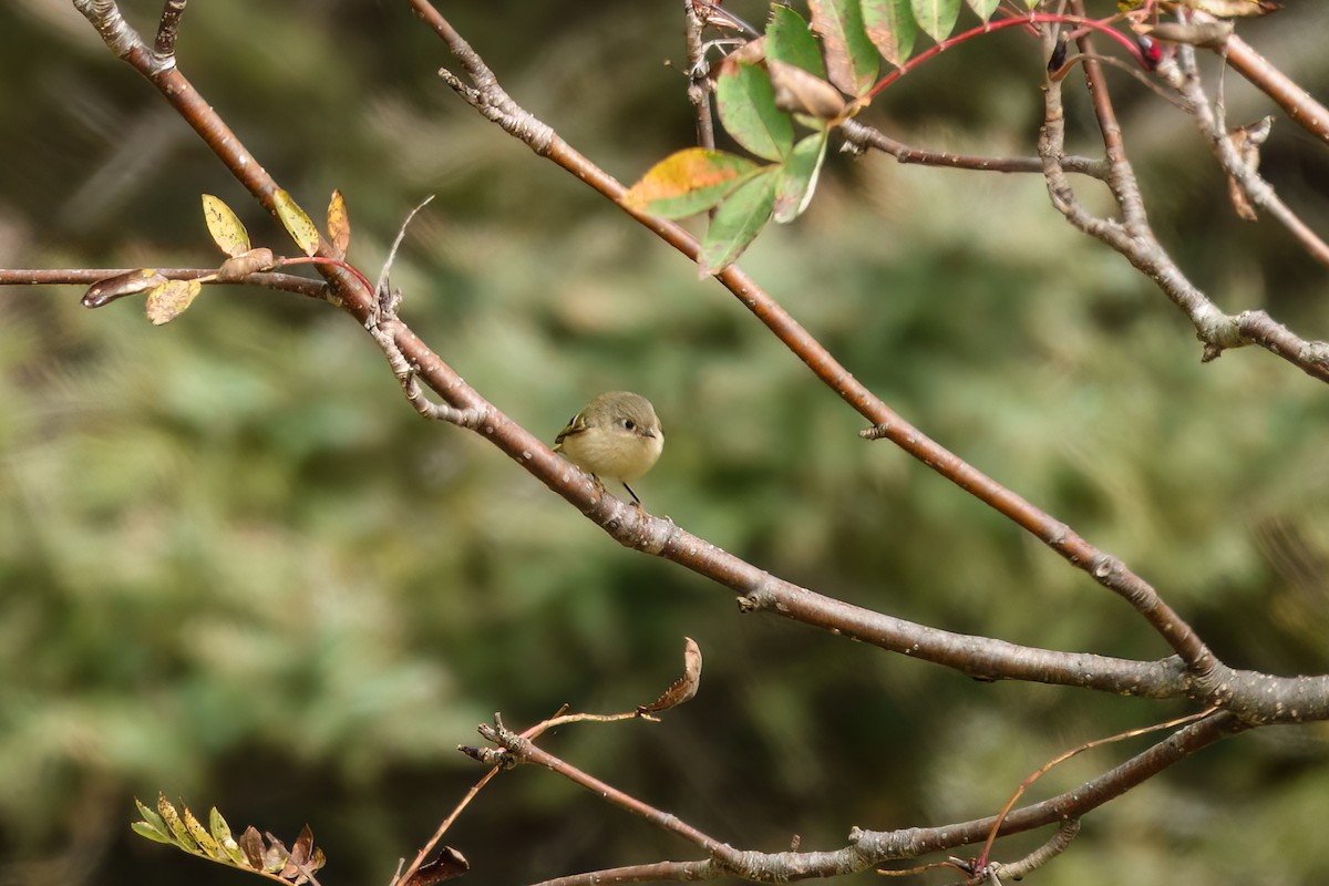 Ruby-crowned Kinglet - ML643437628