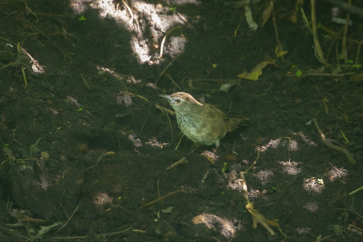 Javan Bush Warbler (Javan) - ML643437660