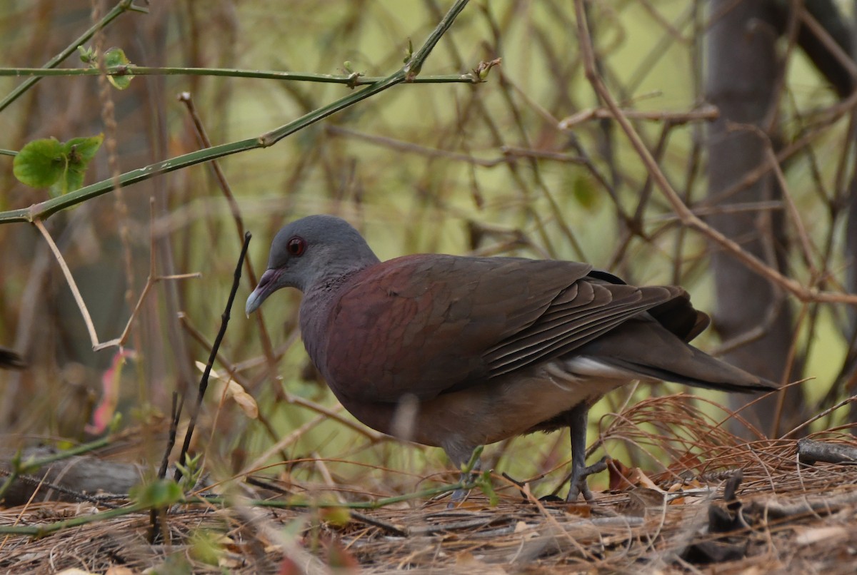 Malagasy Turtle-Dove - ML643437661