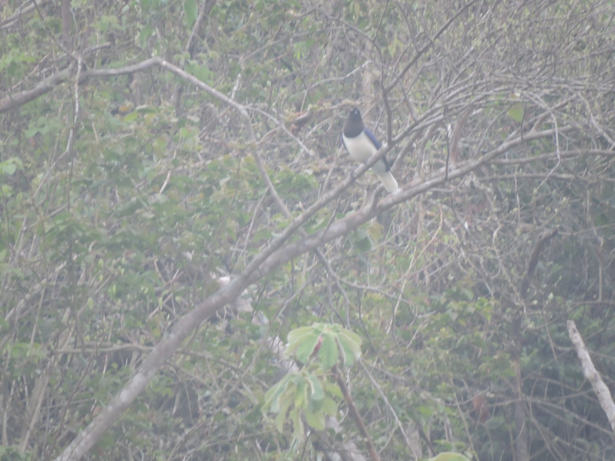 Curl-crested Jay - ML643437662