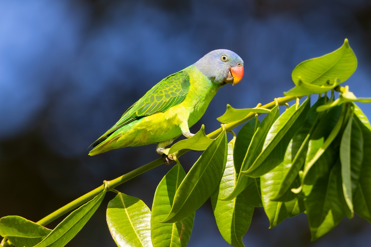 Simeulue Parrot - ML643437664
