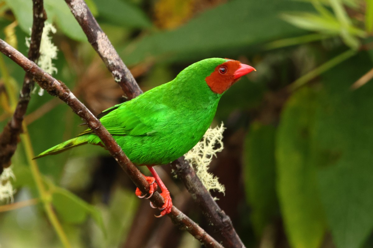 Grass-green Tanager - ML643437675