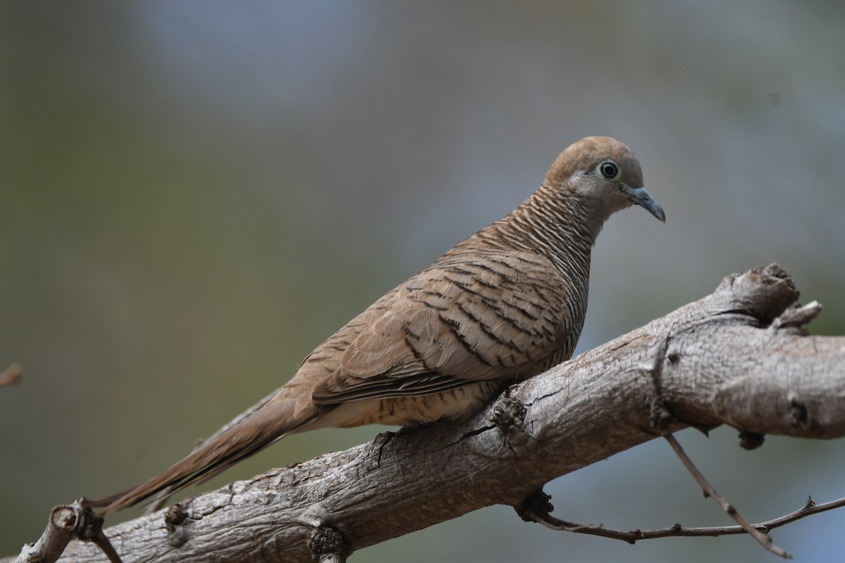 Zebra Dove - ML643437686
