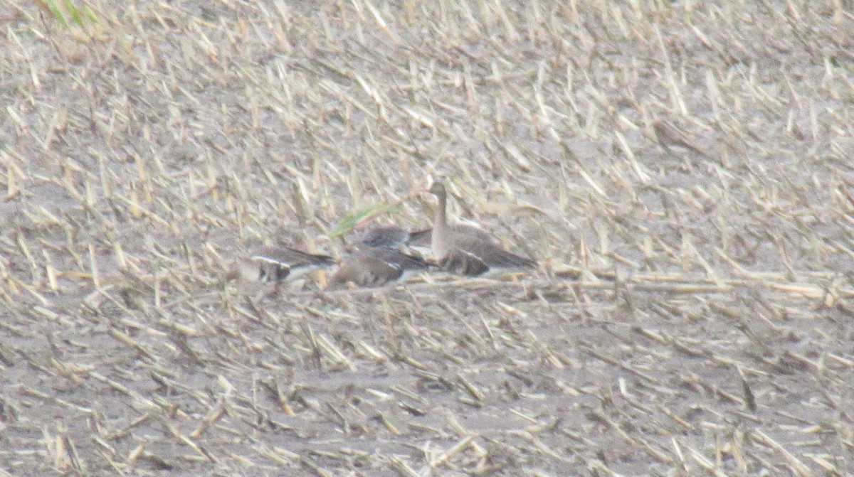 Greater White-fronted Goose - ML643437687