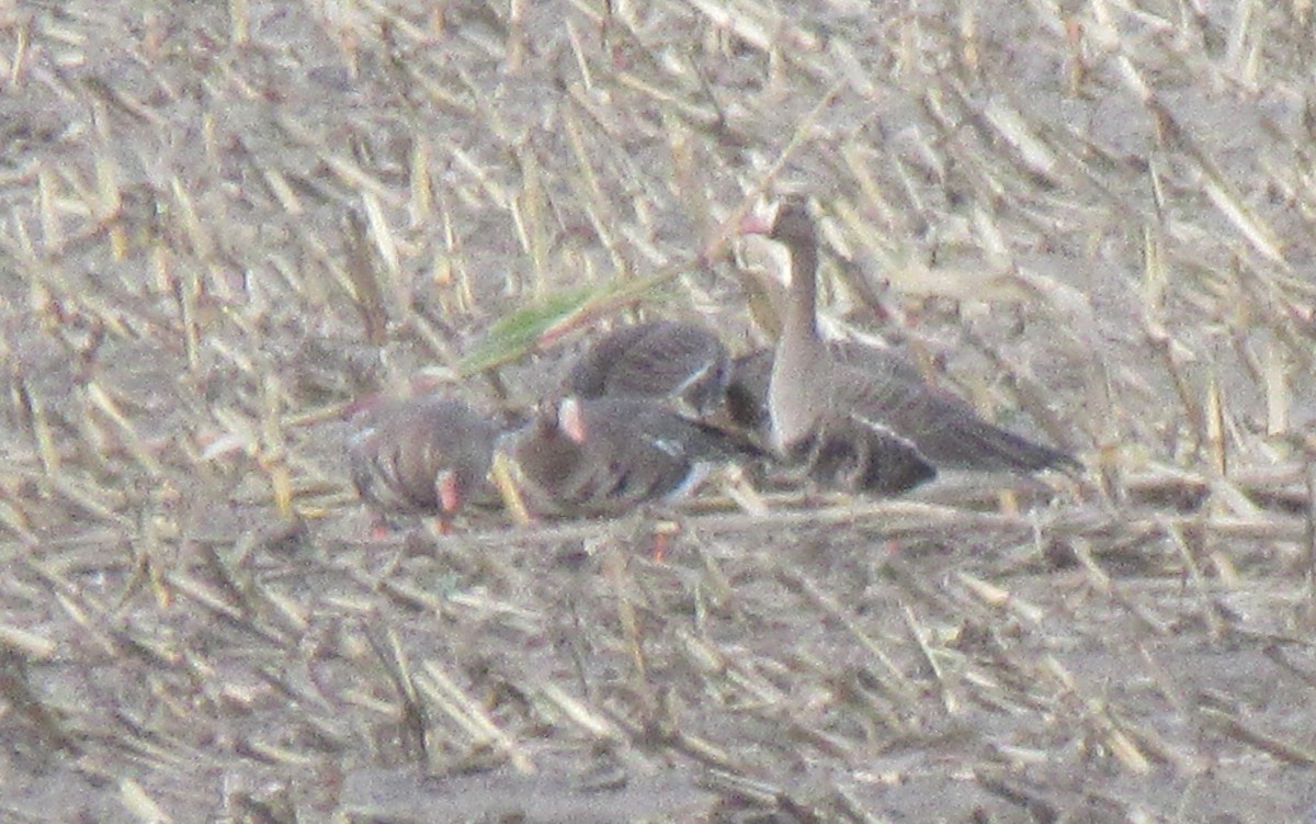 Greater White-fronted Goose - ML643437688