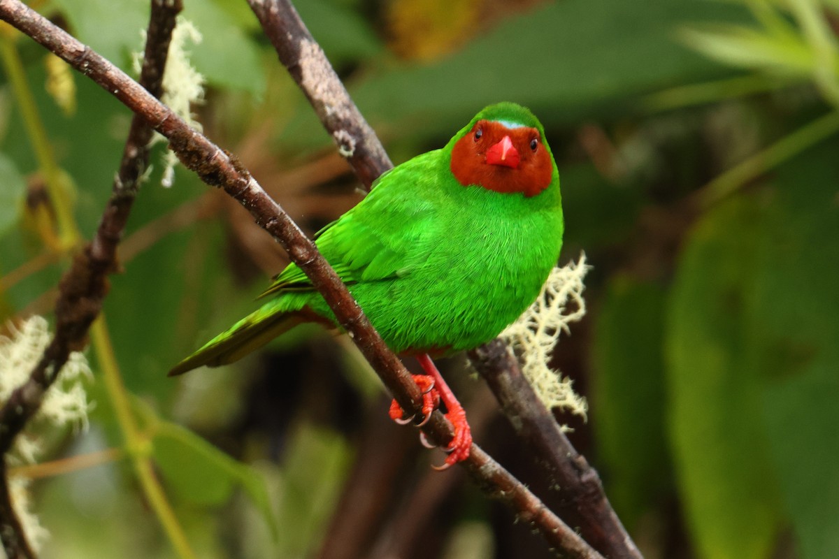 Grass-green Tanager - ML643437697