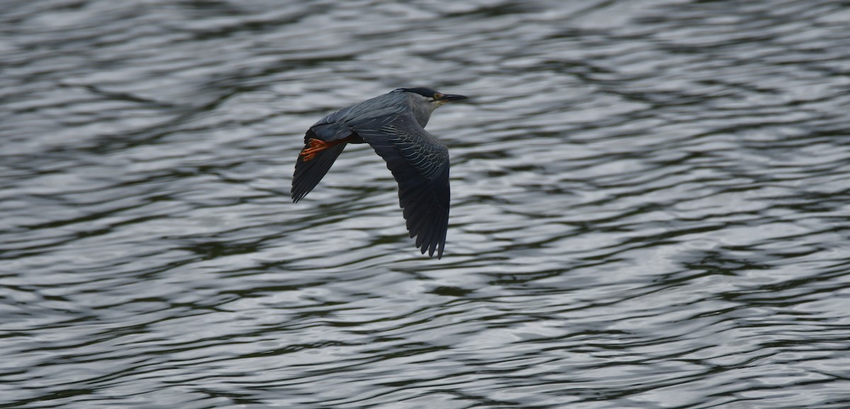 Striated Heron (Old World) - ML643437708