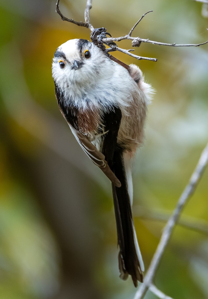 Long-tailed Tit - ML643437710