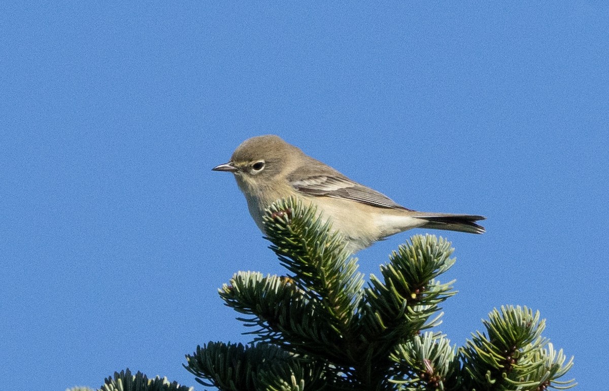 Pine Warbler - ML643437713