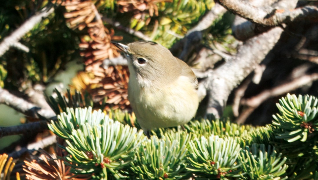 Pine Warbler - ML643437714