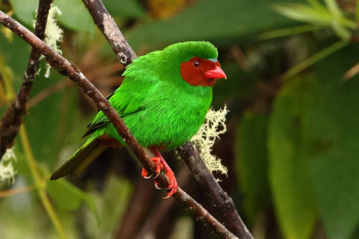 Grass-green Tanager - ML643437715