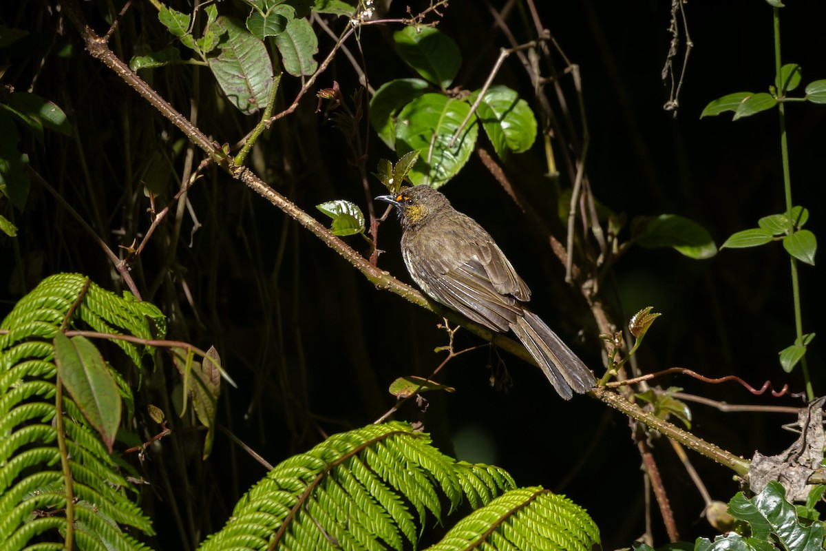 Orange-spotted Bulbul - ML643437717