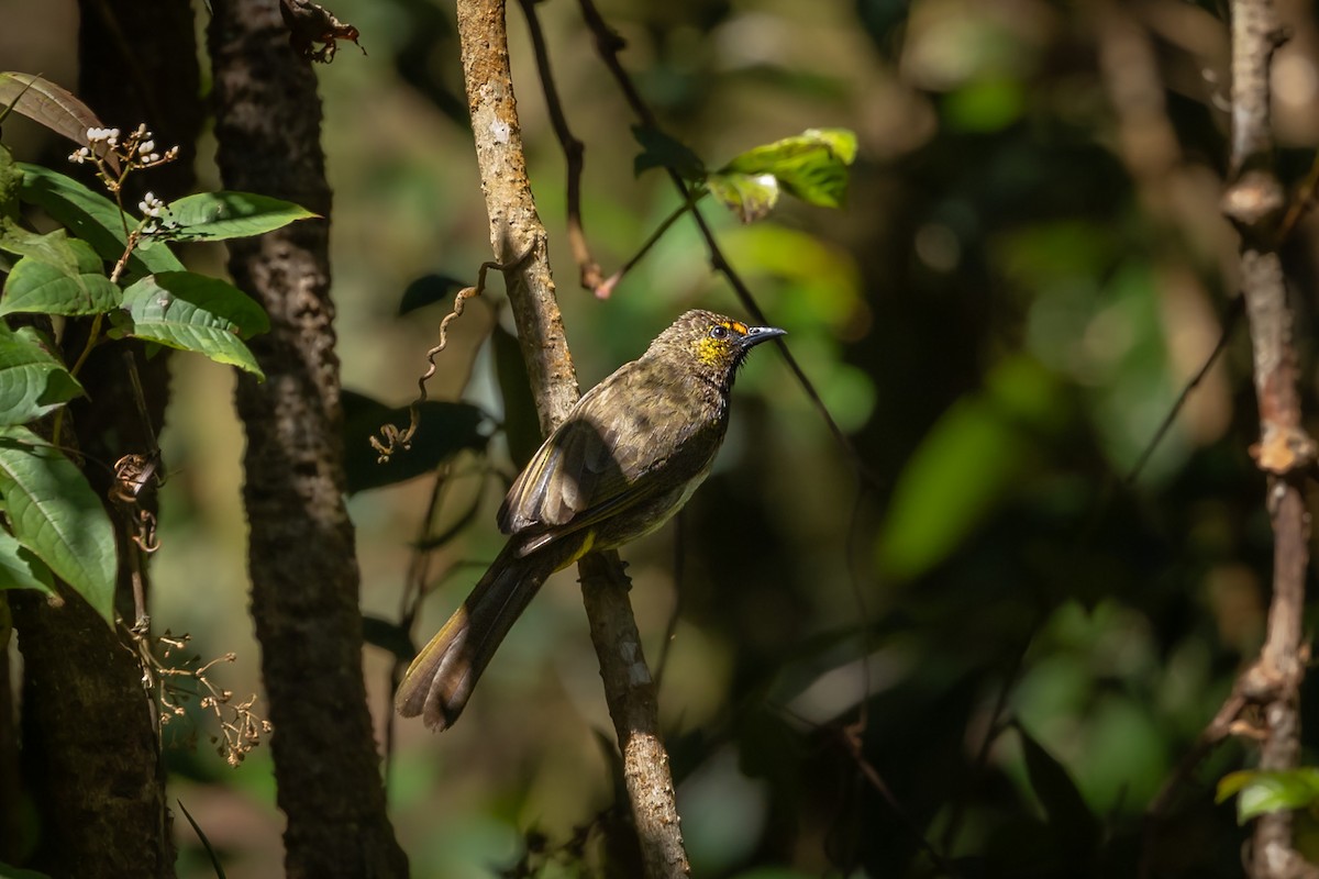 Orange-spotted Bulbul - ML643437718