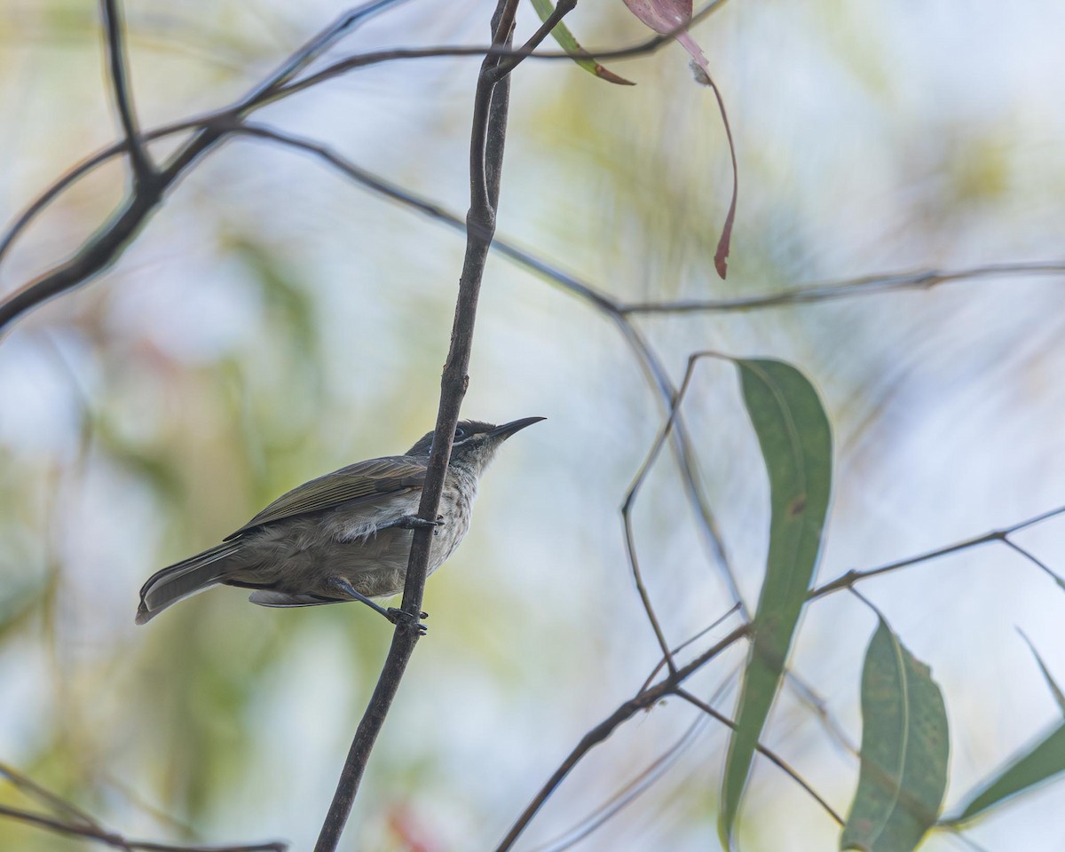White-lined Honeyeater - ML643437725