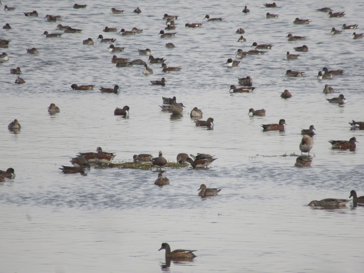 American Wigeon - ML643437726
