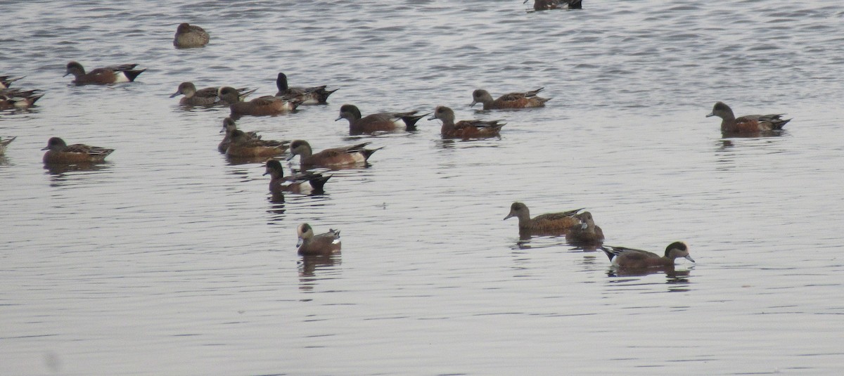 American Wigeon - ML643437727