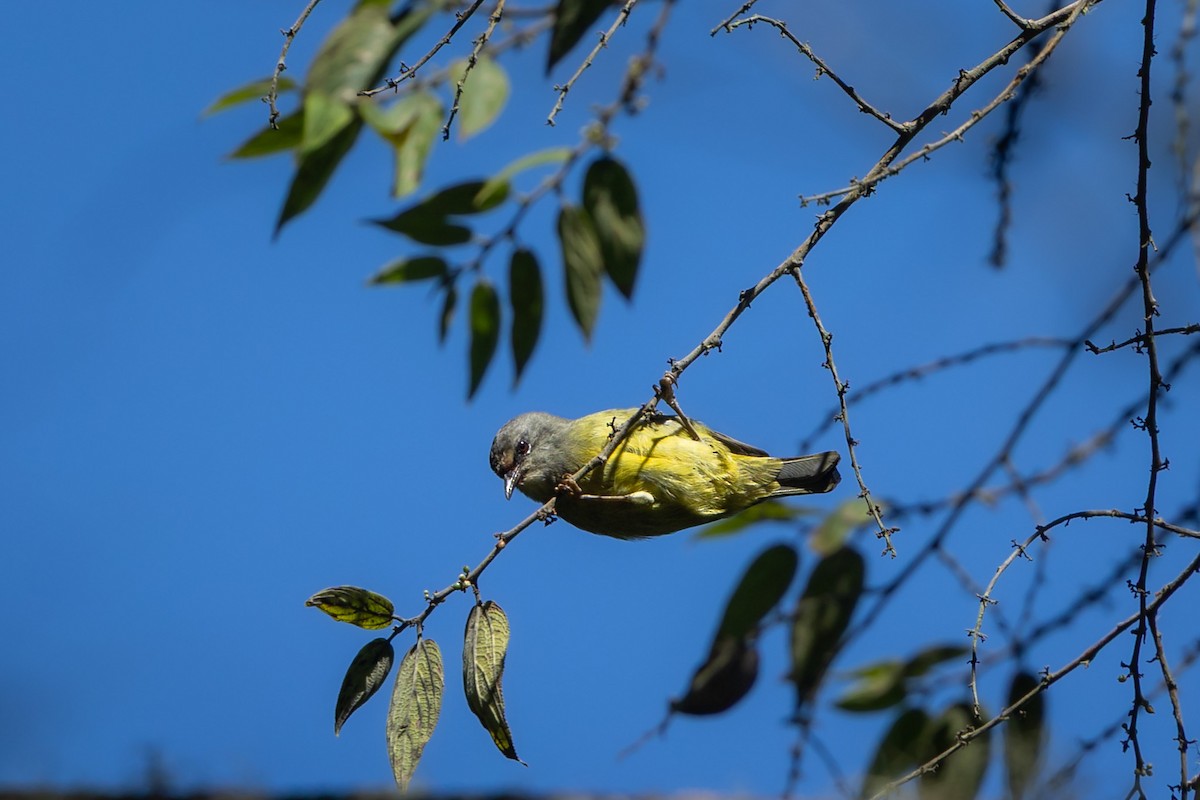 Javan Heleia - ML643437729