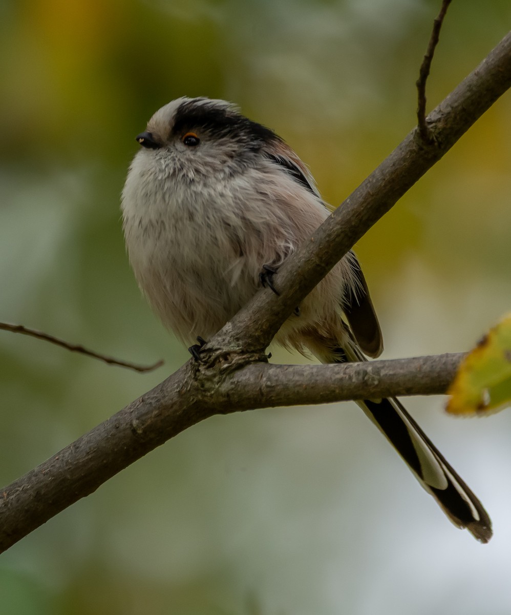 Long-tailed Tit - ML643437733