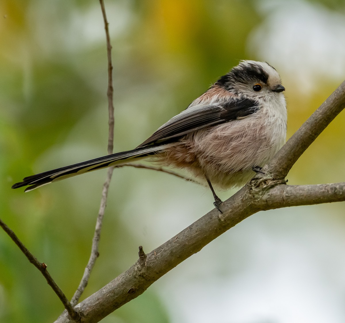 Long-tailed Tit - ML643437734