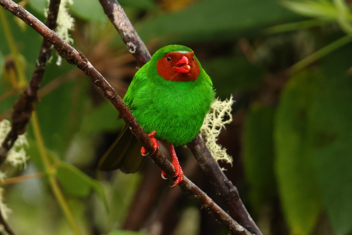 Grass-green Tanager - ML643437736