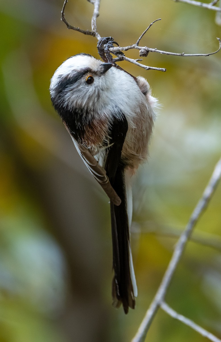 Long-tailed Tit - ML643437737