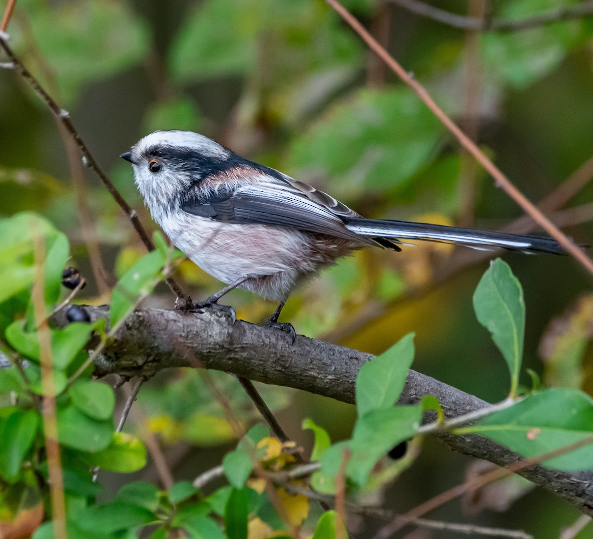 Long-tailed Tit - ML643437738