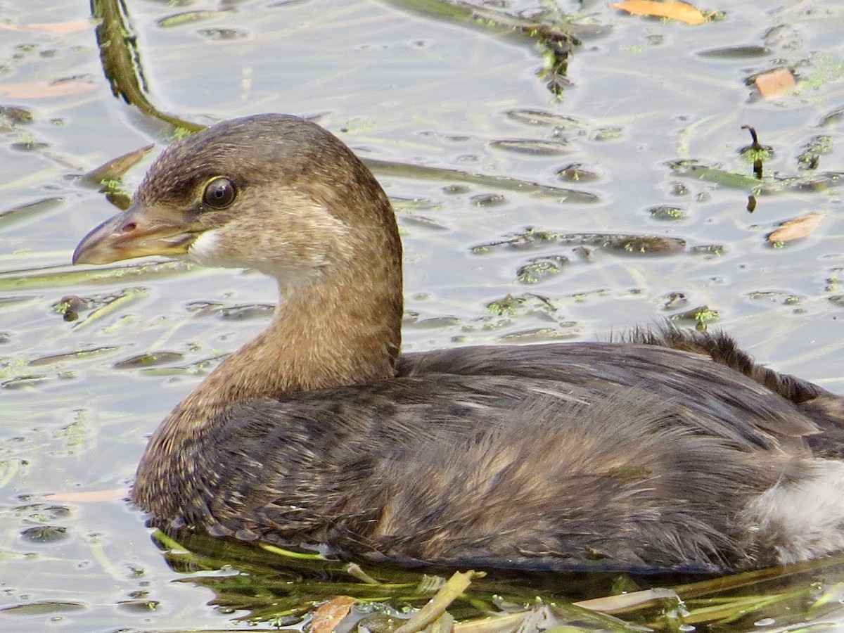Pied-billed Grebe - ML643437740