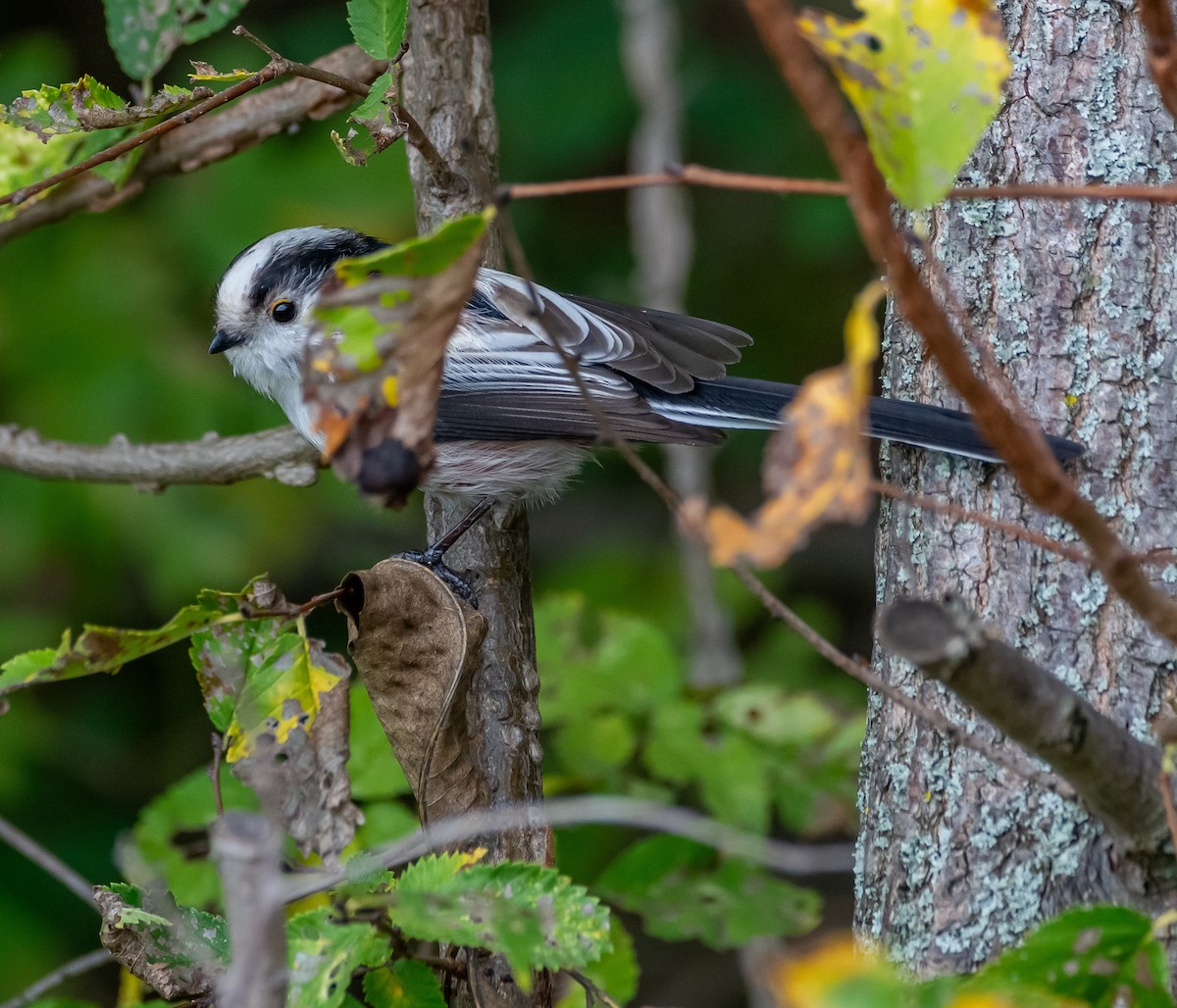 Long-tailed Tit - ML643437742