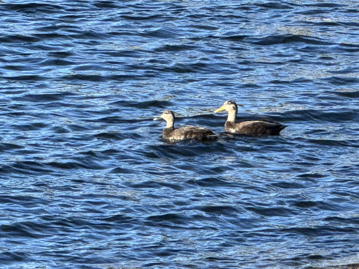 アメリカガモ - ML643437744