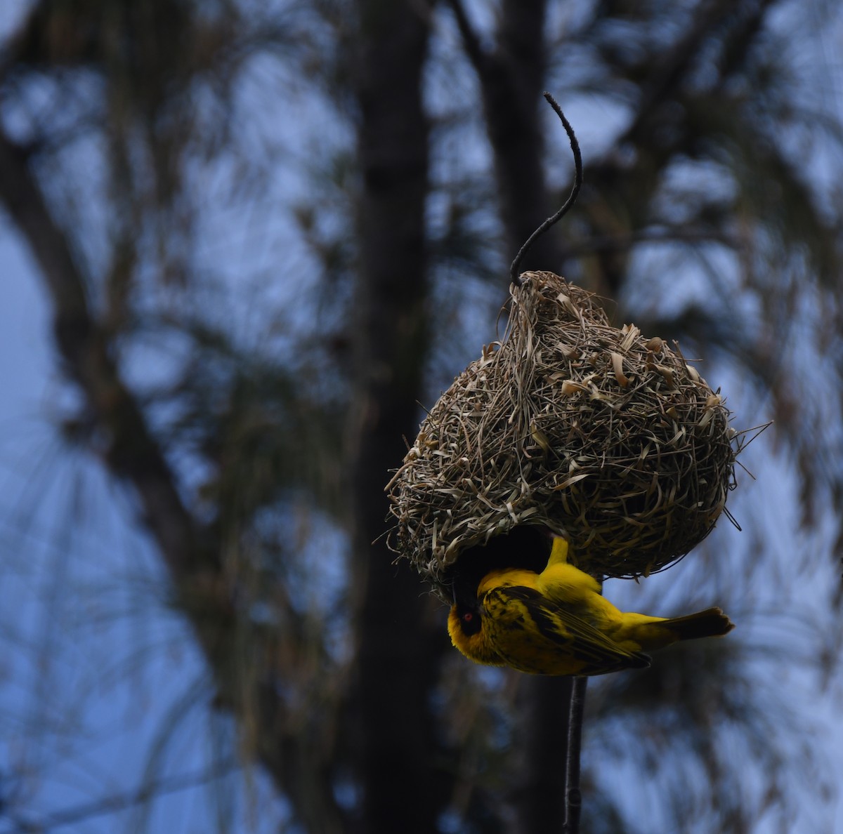 Village Weaver - ML643437756