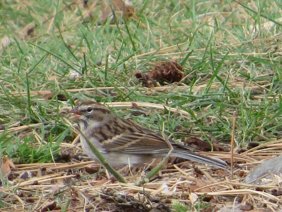 Chipping Sparrow - ML643437769