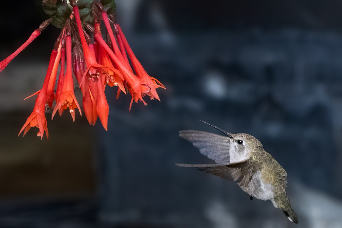 Costa's Hummingbird - ML643437775