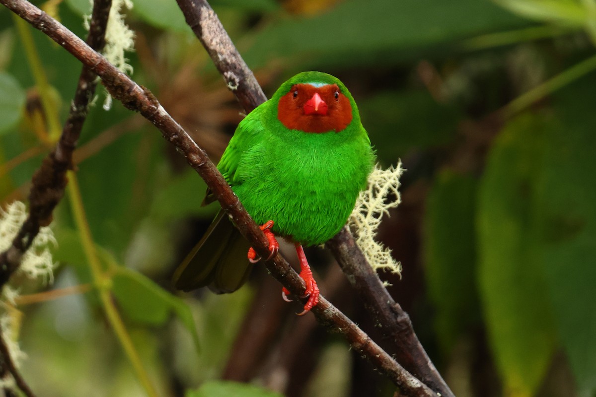 Grass-green Tanager - ML643437777