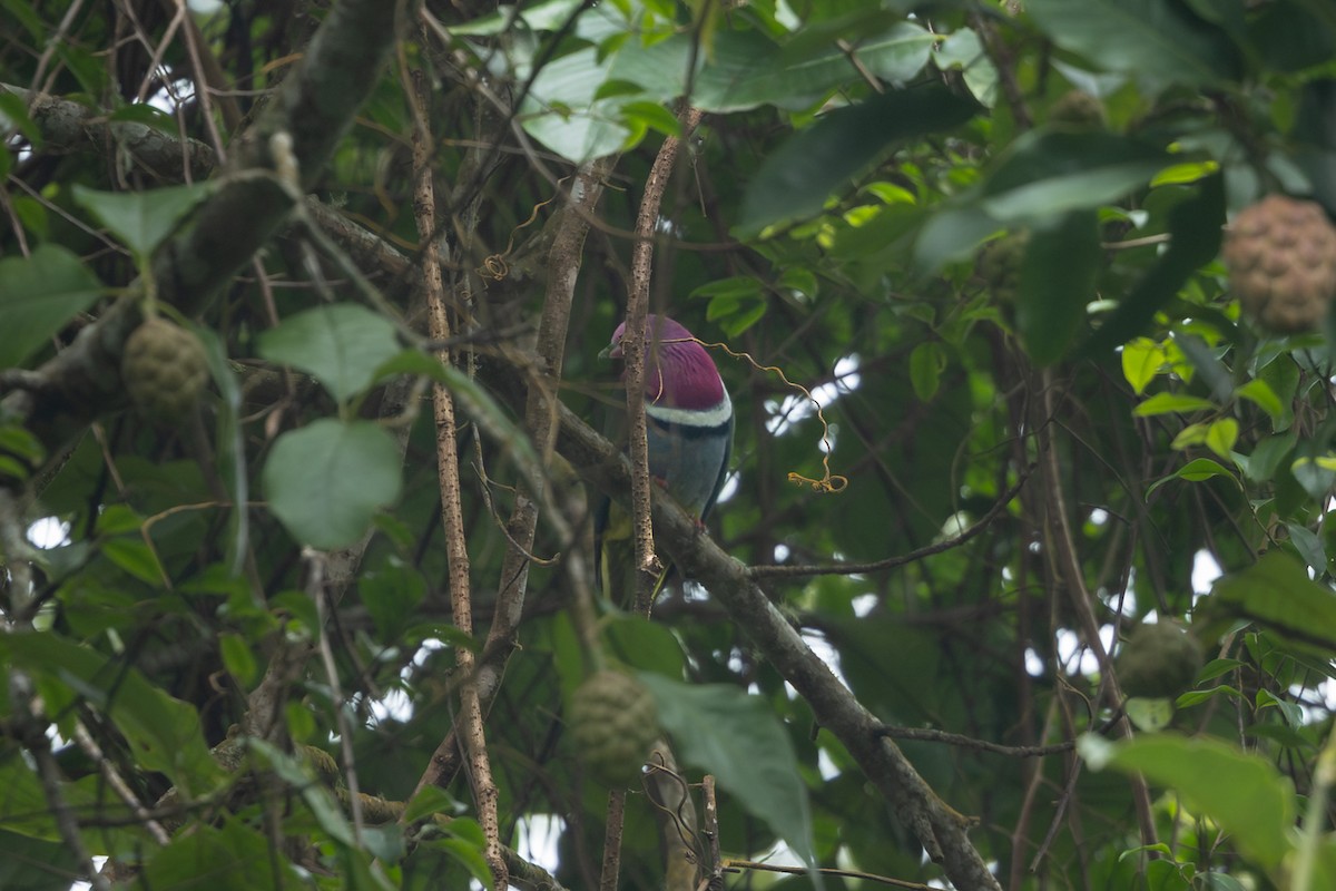 Pink-headed Fruit-Dove - ML643437778