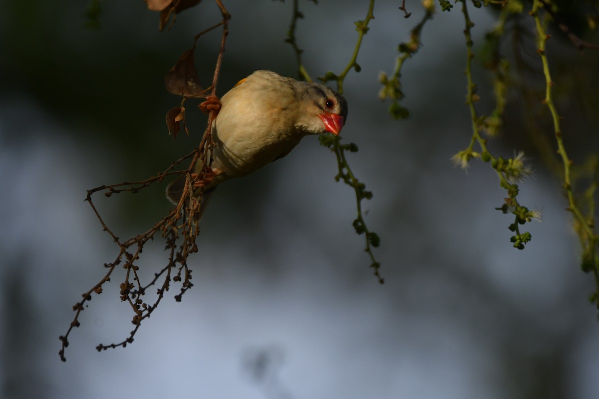 Red-billed Quelea - ML643437786