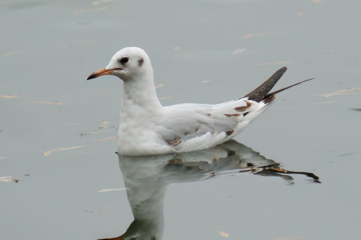 ユリカモメ - ML643437787