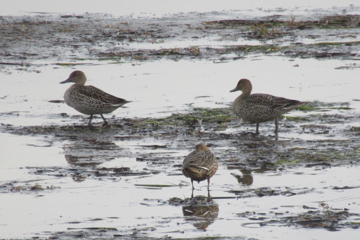 Northern Pintail - ML643437788