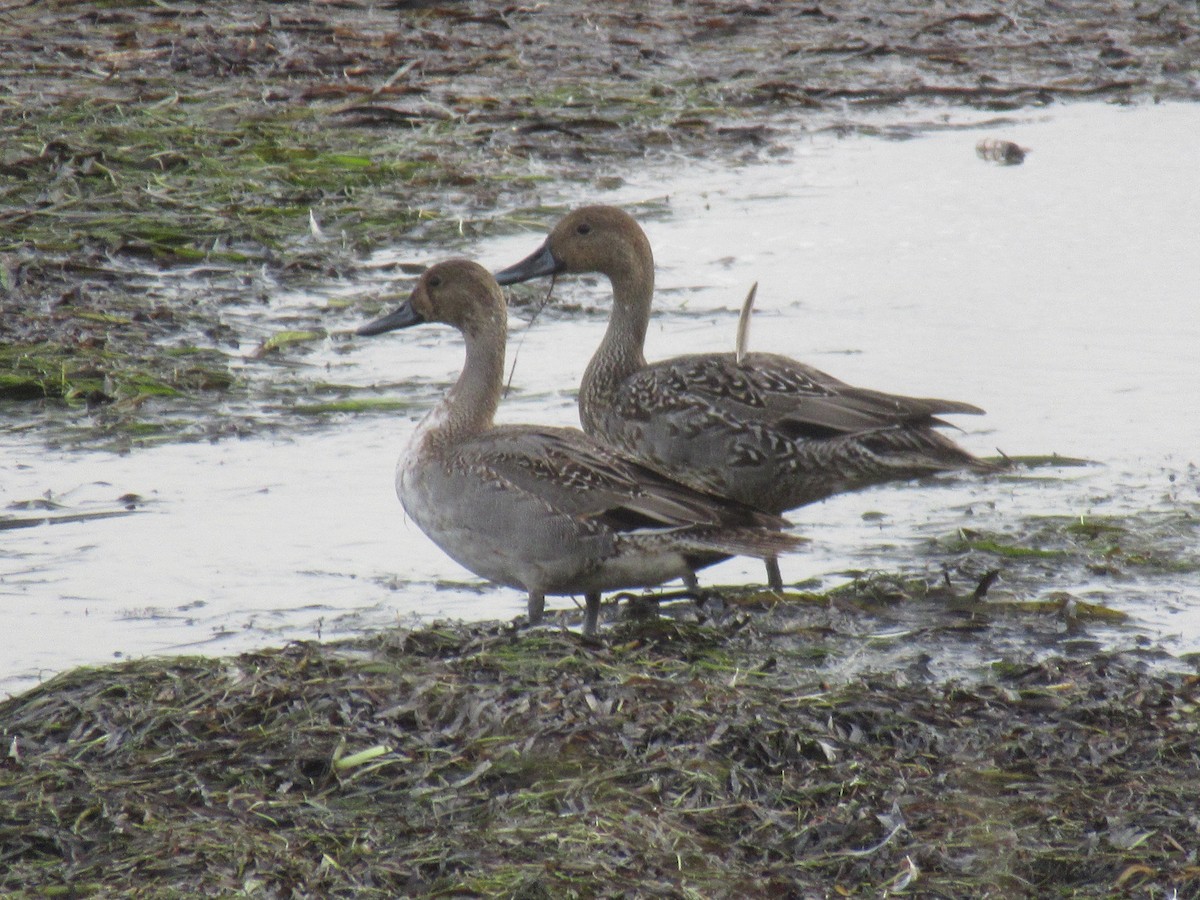 Northern Pintail - ML643437789