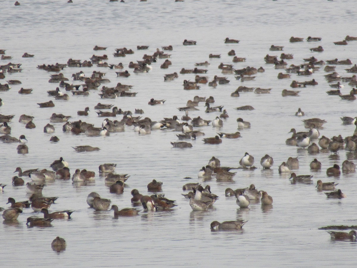 Northern Pintail - ML643437790