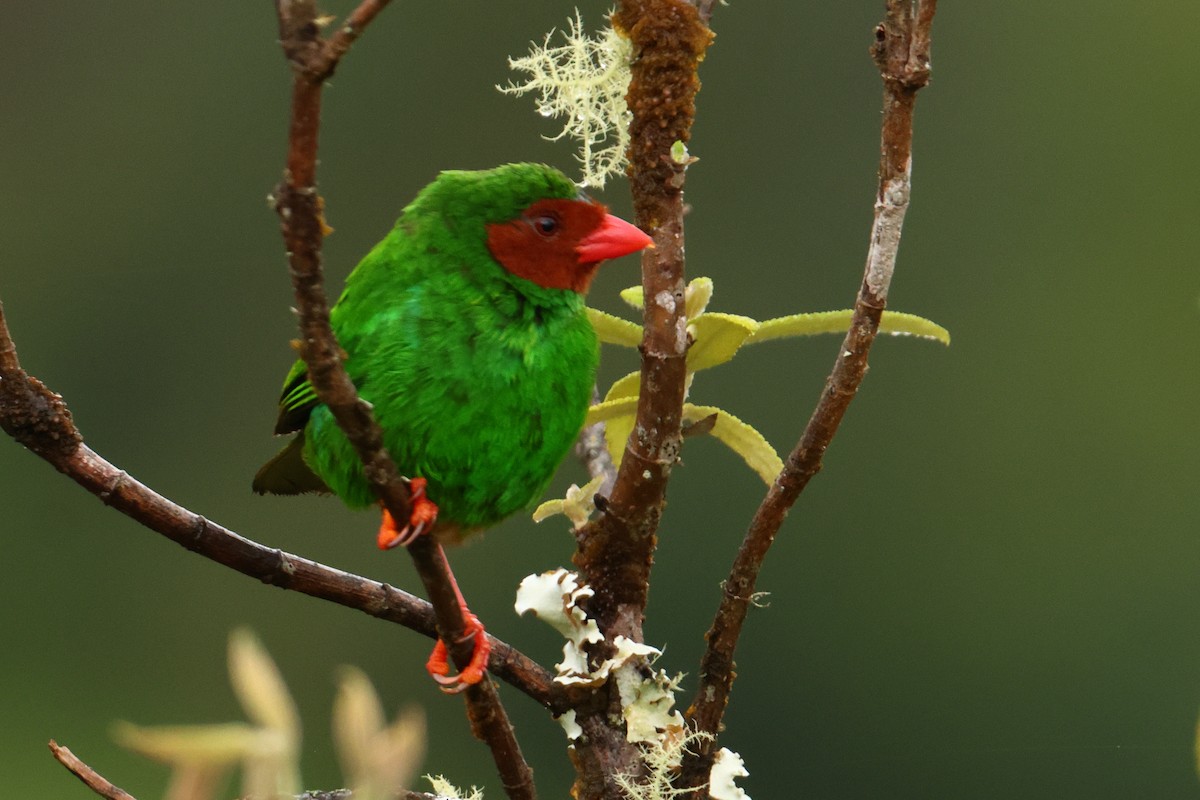 Grass-green Tanager - ML643437791