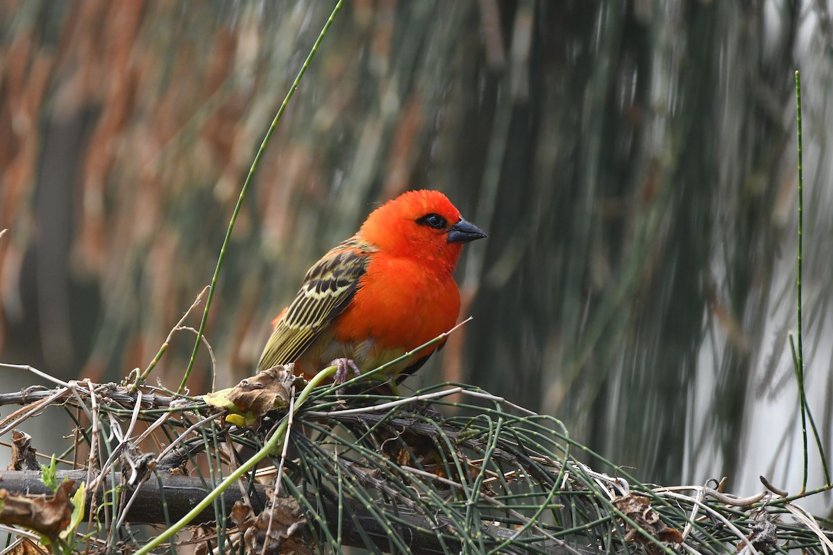 Red Fody - ML643437792